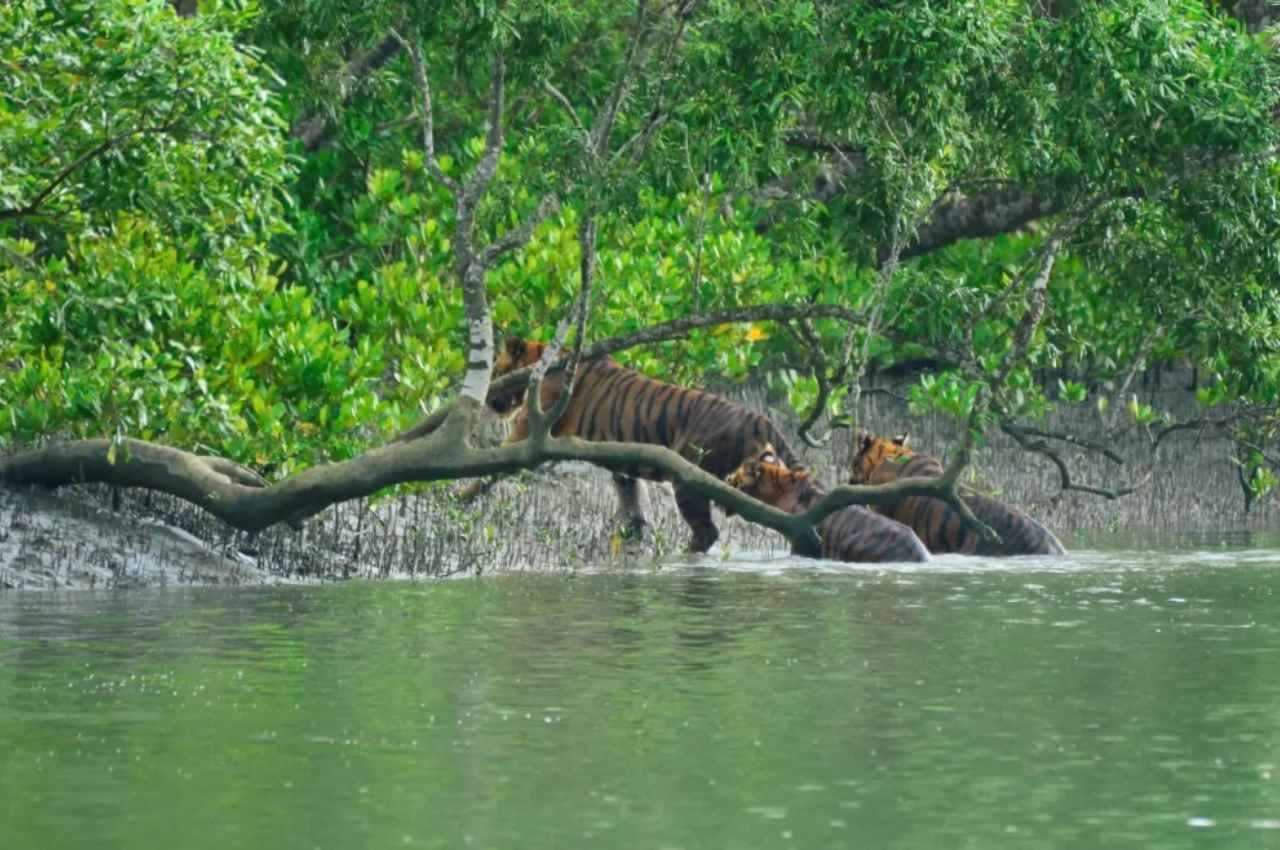 3 tigers in one screen sundarban 11