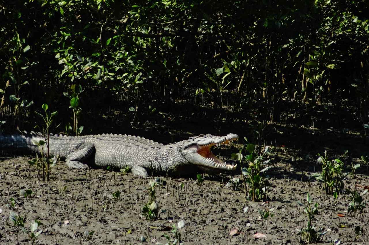 crocodile in sundarban 2